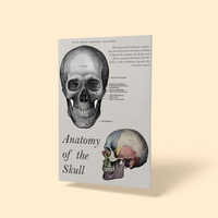 SKULL ANATOMY © - A4 Print - Original Artwork by RinkyDink©