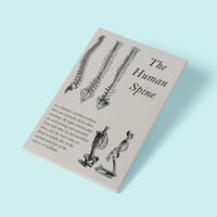 SPINE ANATOMY © - A4 Print - Original Artwork by RinkyDink©